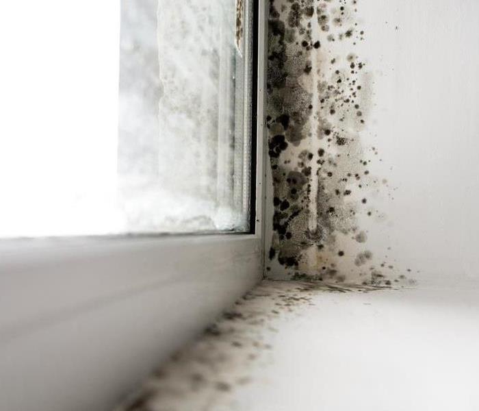 Mold in corner of window.